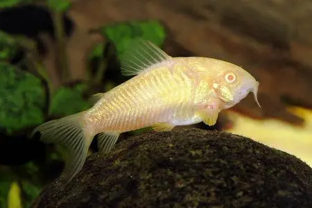 Albino Kobber Pansermalle (Corydoras aeneus Albino)